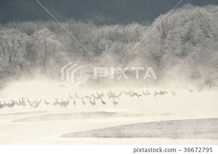 A deep-wintered rooster of the tancho (Hokkaido · Tsurui) 36672795