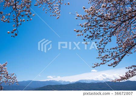 櫻花盛開的伊那市春日公園 櫻花盛開的伊那市春日公園 36672807