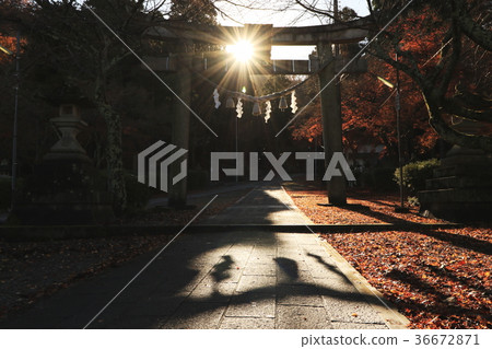 這是一個Yuya神社的狀態，從Torii看到的太陽和彩色的葉子是美麗的 36672871