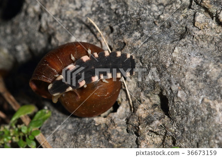 Creatures Insect Okinawan butterfly, larva. Would you like to eat from the daytime in a park in Naha city? Creatures Insect Okinawan butterfly, larva. Would you like to eat from the daytime in a park in Naha city? 36673159