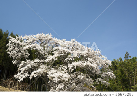 Ogane村莊的櫻花風景奈良春天 36673293
