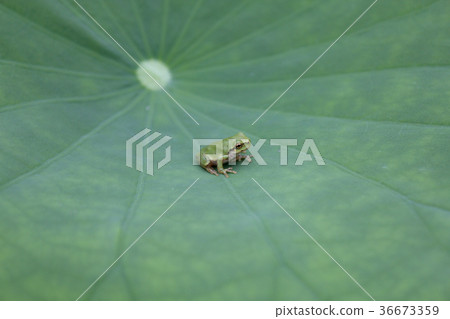 樹蛙 樹蛙 36673359