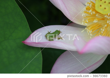 樹蛙 樹蛙 36673360