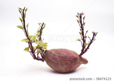 Sprouted sweet potato Sprouted sweet potato 36674123
