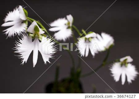 在黑背景的蒼鷺花 在黑背景的蒼鷺花 36674127