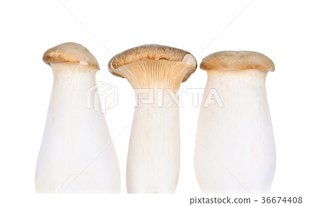 Royal Mushroom on White Background 36674408