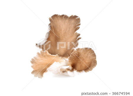 Mushroom angel on white background Mushroom angel on white background 36674594