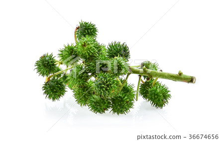 Castor on white background 36674656