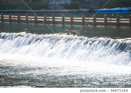 The stream flows through the weir in river  36675169