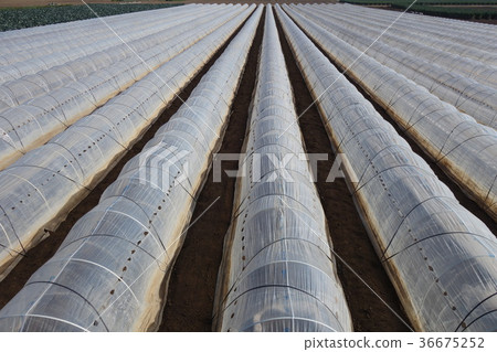 Seedling tunnel 36675252