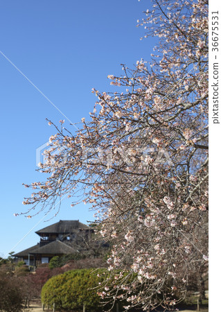 Cherry blossoms season Cherry blossoms season 36675531