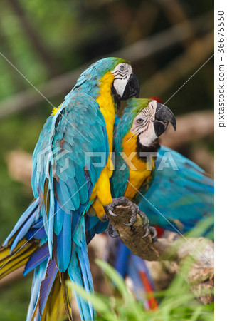 Macaw birds Macaw birds 36675550