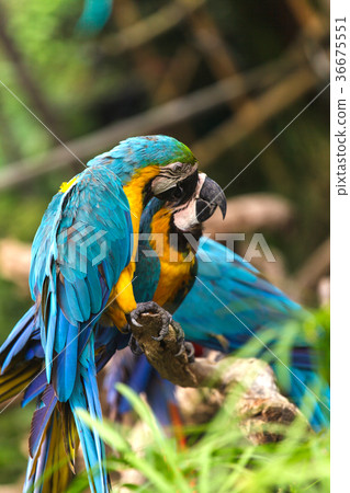 Macaw birds Macaw birds 36675551