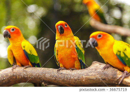 Sun Conure 36675719