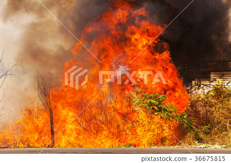 wildfire wildfire 36675815