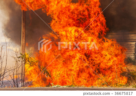 wildfire wildfire 36675817