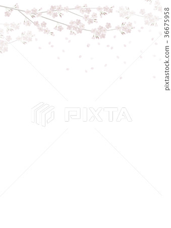 Cherry blossoms in full bloom Sakura blizzard Someiyoshino Cherry blossoms in full bloom Sakura blizzard Someiyoshino 36675958