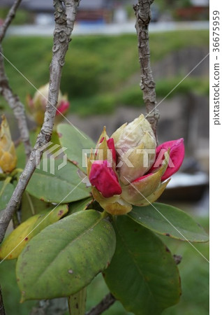 Rhododendron Rhododendron 36675959