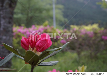 Rhododendron 36676054