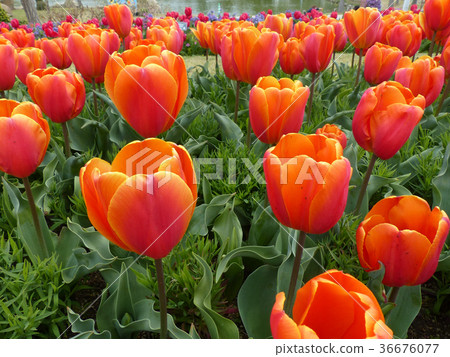 Tulip Christmas Orange 36676077