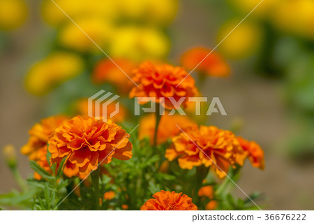Flower bed is flowering STF 36676222