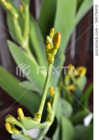 Flower of Gion Festival Flower of Gion Festival 36676408