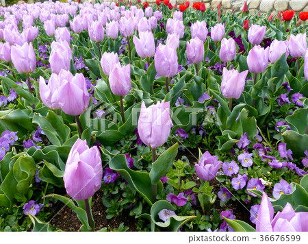 鬱金香糖果王子 36676599