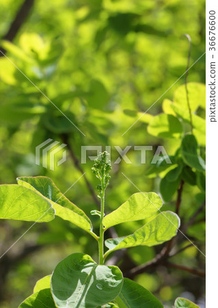 煙樹花蕾 36676600