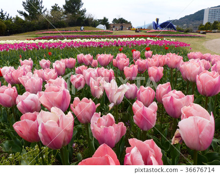 Tulip Mystic Fun Ike 36676714