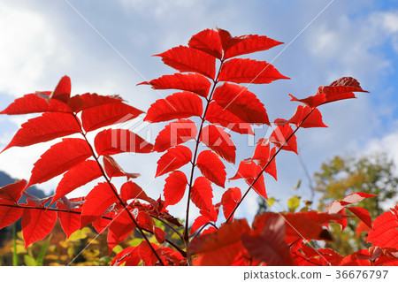 Bright autumn leaves of Kamauruushi 36676797