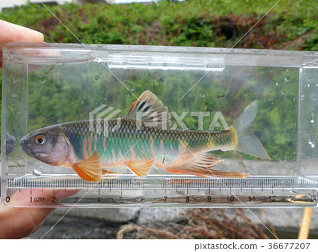 Married color Oikawa 3 Married color Oikawa 3 36677207