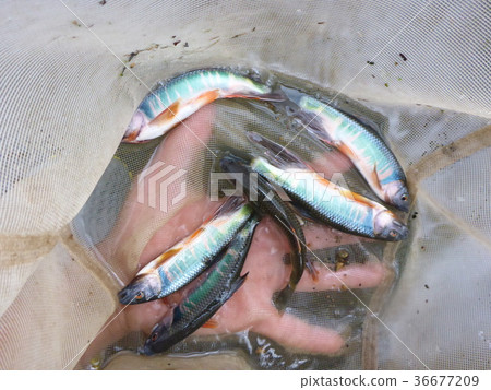 結婚顏色Oykawa大型釣魚1 36677209