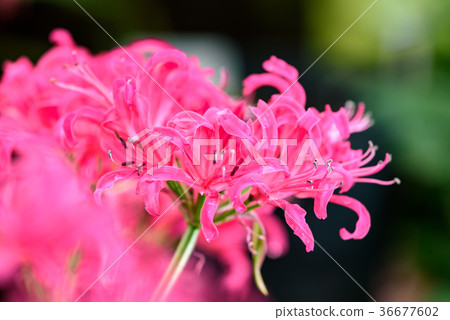粉紅鑽石百合花 36677602
