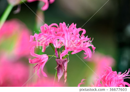 粉紅鑽石百合花 36677603