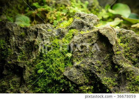 图库照片 little green leaves plant on big stone