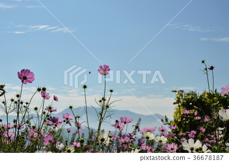 bee worker flying to cosmos for feeding nectar bee worker flying to cosmos for feeding nectar 36678187