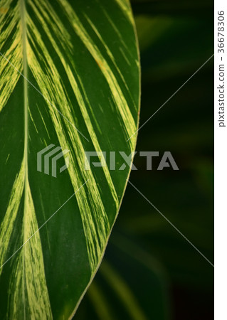 Funny pattern leaves Funny pattern leaves 36678306