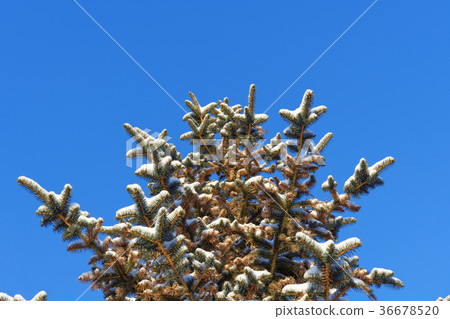 圖庫照片: snow covered fir tree with cones on blue sky