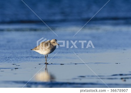 大禪富裕(大禪) 大禪富裕(大禪) 36678907