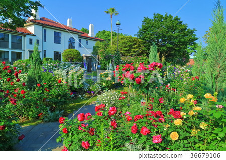 一個小山公園，可以看到盛開的港口 36679106