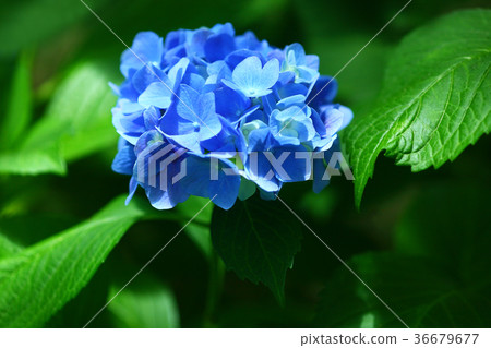 Hydrangeas blooming in the clear in the rainy season Hydrangeas blooming in the clear in the rainy season 36679677