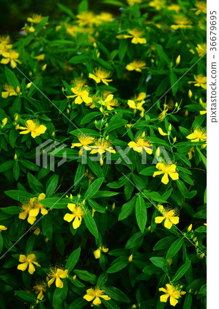 黃色的花朵 36679695