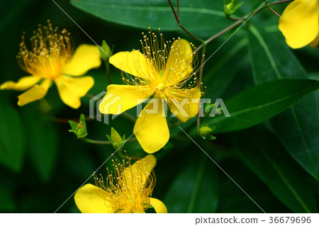 Yellow flowers 36679696