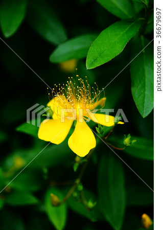 Yellow flowers 36679697