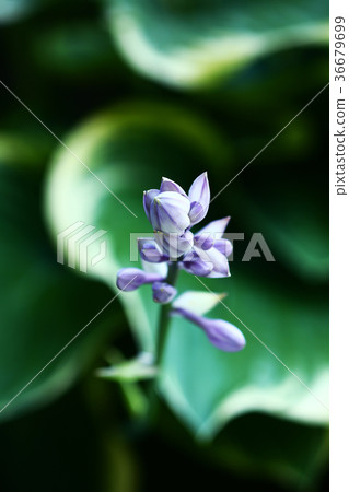 Obogi-boushi flower bud 36679699