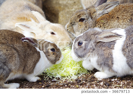 在奧野島的Usagi 36679713