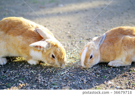 Usagi in Okunojima 36679718
