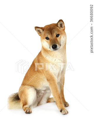 Red shiba inu dog 36680092