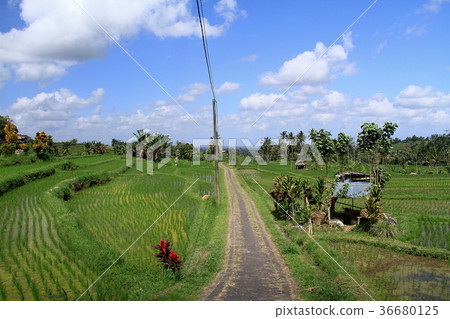 Landscape in Bali Landscape in Bali 36680125
