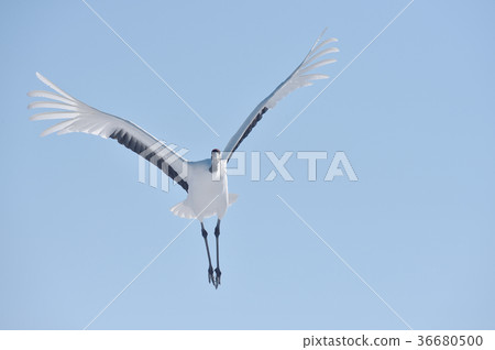 譚蝶（北海道·鶴）飛過頭頂 36680500